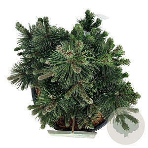 Pinus mugo 'Green Pearl' 30-40 cm 15L