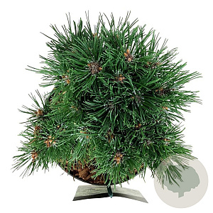 Pinus mugo 'Heideperle' 20-25 cm