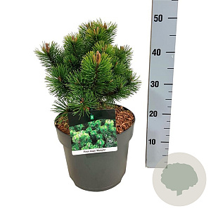 Pinus mugo 'Mumpitz' 25-30 cm 7,5L