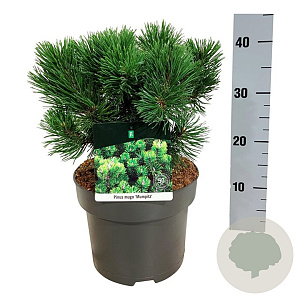 Pinus mugo 'Mumpitz' 25-30 cm