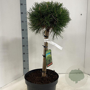 Pinus mugo 'Varella' 40 cm stam 10L