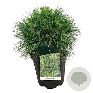 Pinus nigra 'Spielberg' 40-50 cm 15L