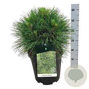 Pinus nigra 'Spielberg' 40-50 cm 15L