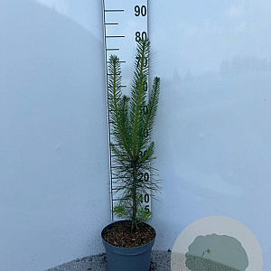 Pinus sylvestris 40-50 cm 5,0L