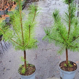 Pinus sylvestris 60-80 cm 5,0L