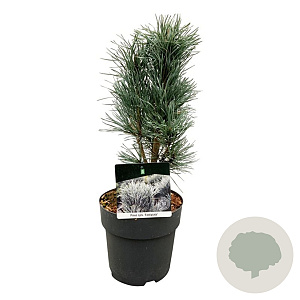 Pinus sylv. 'Fastigiata' 30-40 cm 4,5L