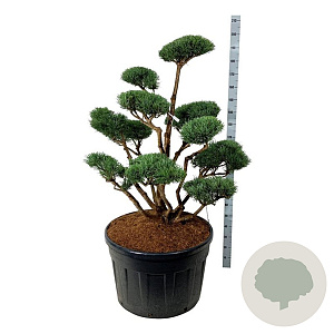 Pinus sylv. 'Watereri' 100-125 cm cont. 230L bonsai