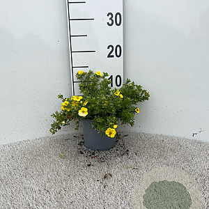 Potentilla f. 'Kobold' plantgoed C1.3