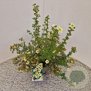 Potentilla f. 'Limelight' 25-30 cm 2,5L