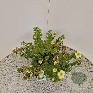 Potentilla f. 'Limelight' 25-30 cm 2,5L
