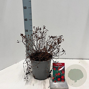 Potentilla f. 'Red Ace' 30-35 cm 2,0L