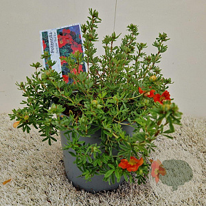 Potentilla f. 'Red Ace' 30-35 cm 2,0L