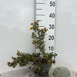 Potentilla f. 'Sommerflor' 25-30 cm C1.3