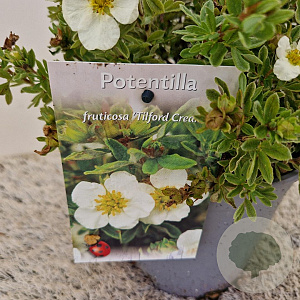 Potentilla f. 'Tilford Cream' 25-30 cm 2,5L