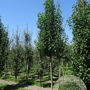 Pyrus calleryana 'Chanticleer' 6-8 HO draadkluit