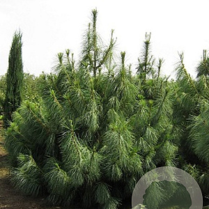 Pinus wallichiana 275-300 cm container meerstammig solitair