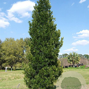 Podocarpus macrophyllus 25-30 cm 3,0L