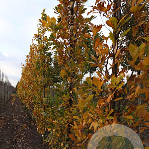 Quercus warei 'Long' 16-18 HO draadkluit geveerd