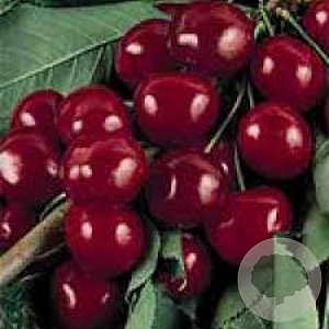 Prunus a. Burlat hoogstam 15L