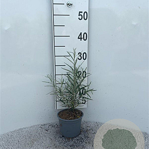 Salix elaeagnos 'Angustifolia' 30-40 cm C1.3