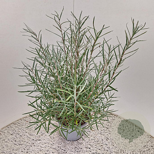 Salix elaeagnos 'Angustifolia' 40-45 cm 4,5L