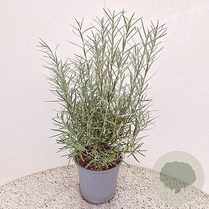 Salix elaeagnos 'Angustifolia' 40-45 cm 4,5L