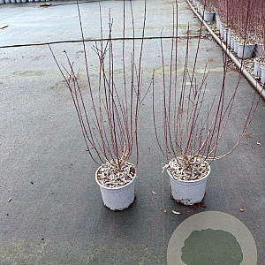 Salix purpurea 'Nana' 40-60 cm 2,0L