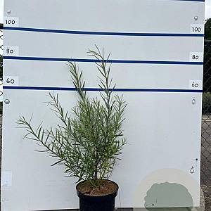 Salix rosmarinifolia 60-80 cm 7,5L