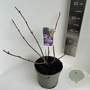 Sambucus nigra Black Beauty 30-35 cm 5,0L