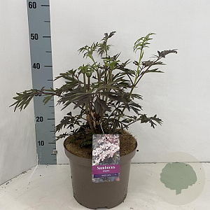 Sambucus nigra Black Lace 30-40 cm 5,0L