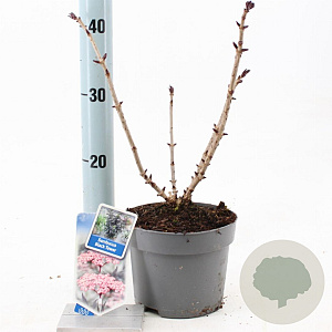 Sambucus nigra Black Tower 25-30 cm 2,0L