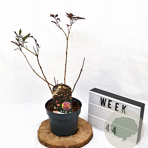 Sambucus nigra 'Thundercloud' 30-40 cm 3,0L