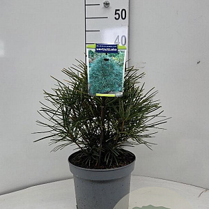 Sciadopitys verticillata 25-30 cm 5,0L