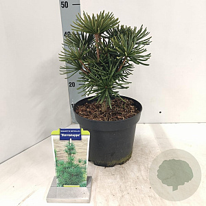 Sciadopitys vert. 'Sternschnuppe' 30-40 cm 5,0L