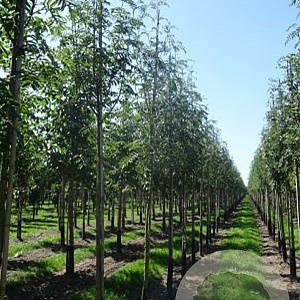 Sorbus aucuparia 6-8 HO draadkluit