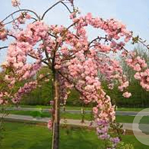 Prunus 'Kiku-shidare-zakura' halfstam container
