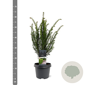 Taxus baccata 40-50 cm 3,0L