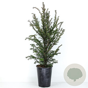 Taxus baccata 50-60 cm 4,0L