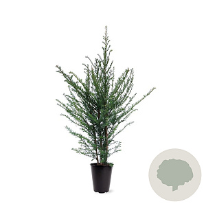 Taxus baccata 80-100 cm 4,0L
