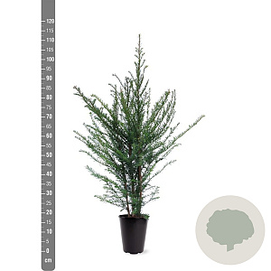 Taxus baccata 80-100 cm 4,0L