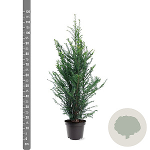Taxus baccata 80-100 cm 7,5L