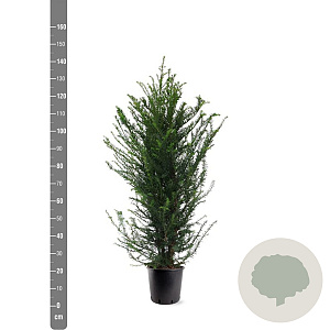 Taxus baccata 100-125 cm 10L