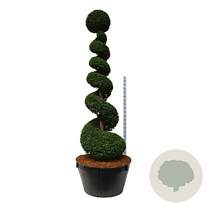 Taxus baccata 300-350 cm cont. 500L spiraal