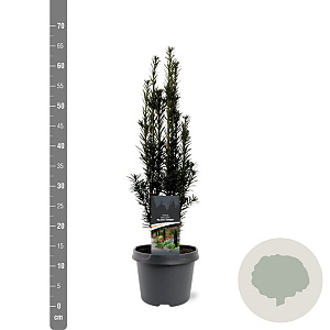 Taxus b. 'Black Tower' 40-50 cm 3,0L