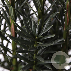 Taxus b. 'Black Tower' 40-50 cm 3,0L