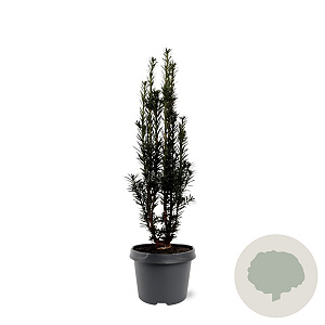 Taxus b. 'Black Tower' 40-50 cm 3,0L