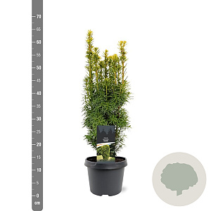 Taxus b. 'David' 40-50 cm 3,0L
