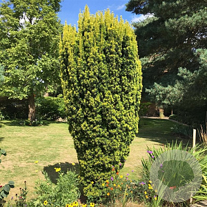 Taxus b. 'David' 40-50 cm 3,0L