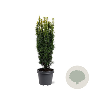 Taxus b. 'David' 50-60 cm 3,0L
