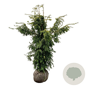 Taxus b. 'Dovastonii Aurea' 140-160 cm met kluit extra